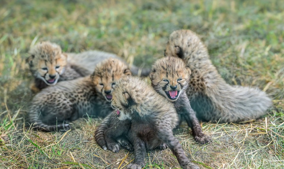 V pražskej ZOO sa narodili gepardie pätorčatá