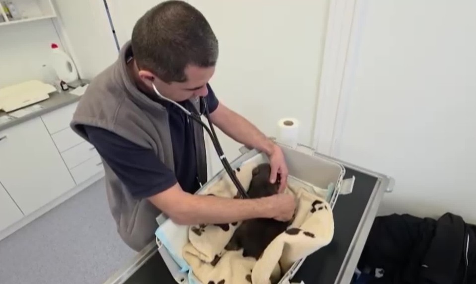 Medvieďatá v Bojniciach absolvovali preventívnu prehliadku. Ich zdravotný stav sa zlepšuje