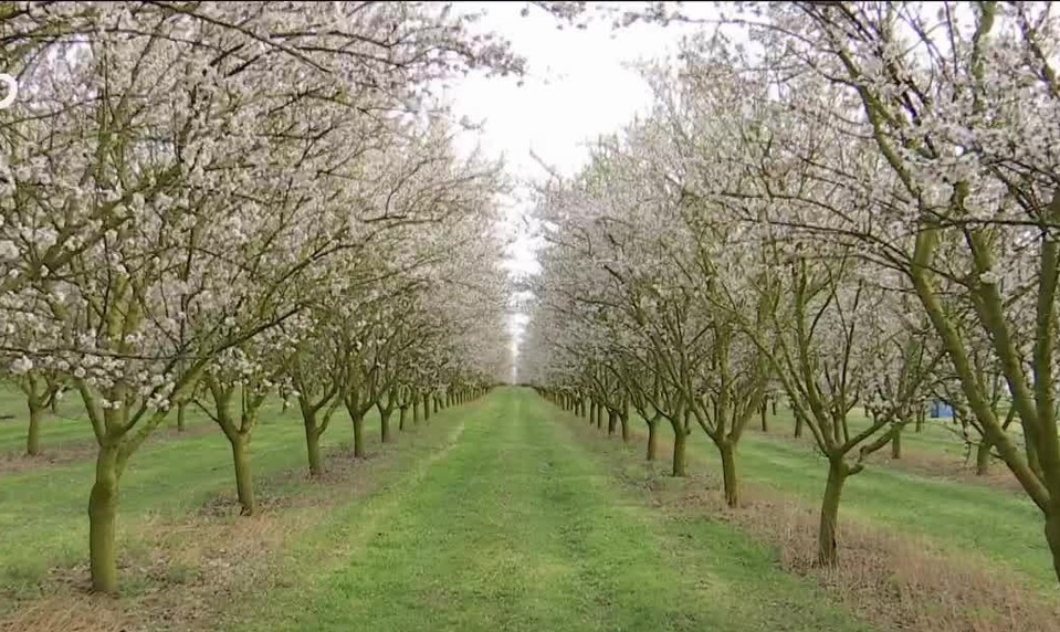 Rozkvitnuté čerešne aj mandľovníky: Jar ukazuje svoju najkrajšiu tvár