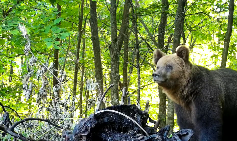 Medveď zničil 12 úľov za noc, včelári nasadili pyrotechniku aj nočné stráženie