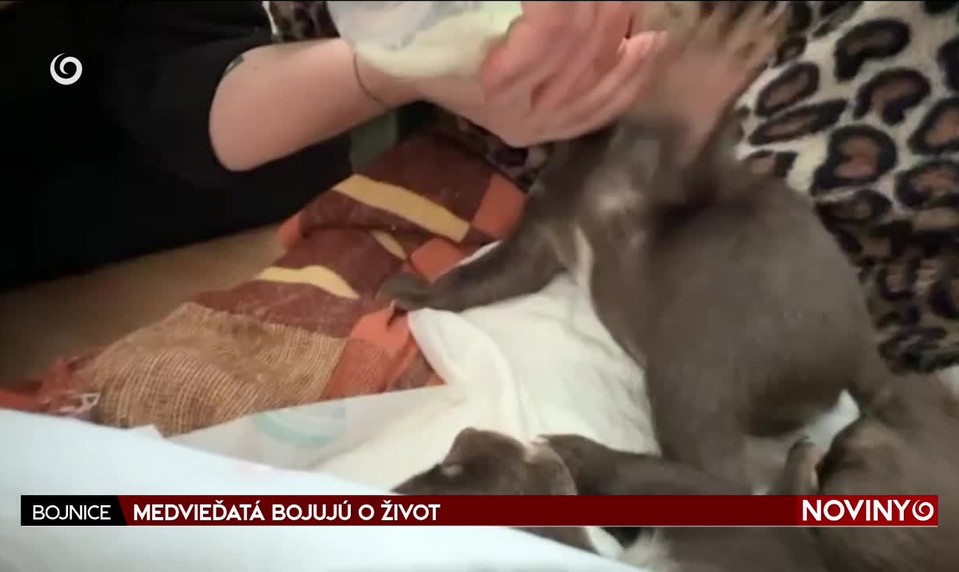 MEDVIEĎATÁ BOJUJÚ O ŽIVOT