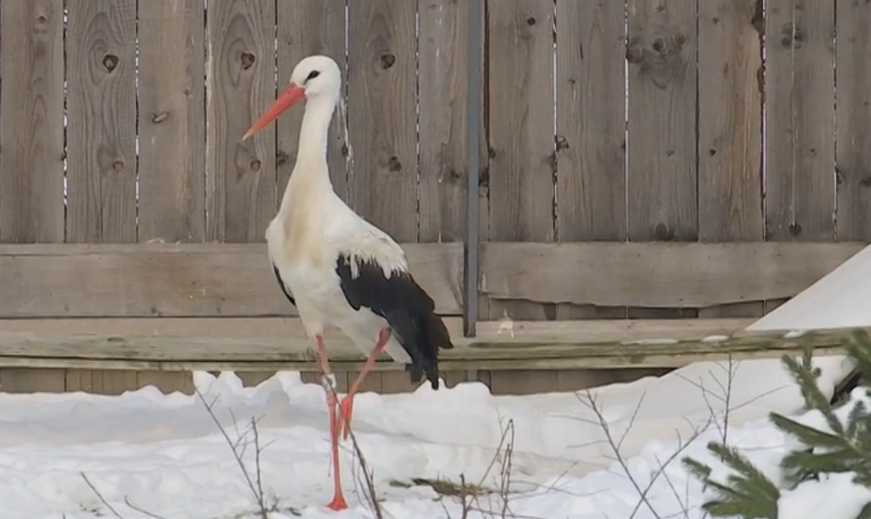 Bocian zo záchrannej stanice sa zdržiaval pri ľuďoch, po delobuchoch sa túlal po okolí