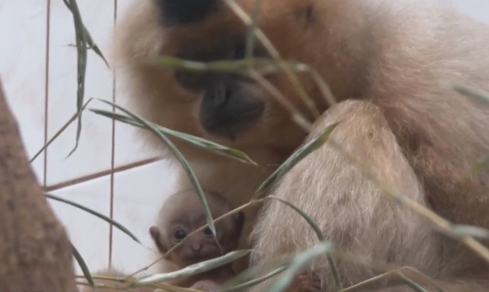 Brány bojnickej ZOO opustila samica gibona Kim. Putuje až do Ruska