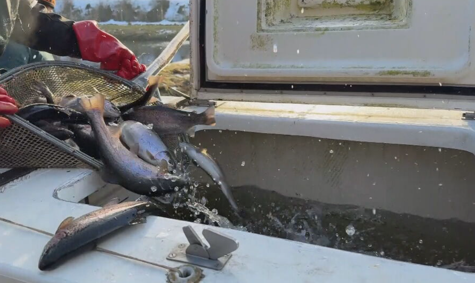 Chovná banka pstruhov: Vo Východnej chystajú ryby na predvianočný predaj