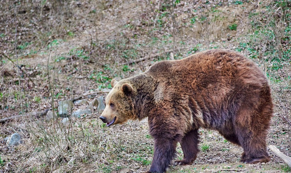 Medveď zaútočil na muža v Závažnej Porube: Úrady varujú pred zvýšenou opatrnosťou