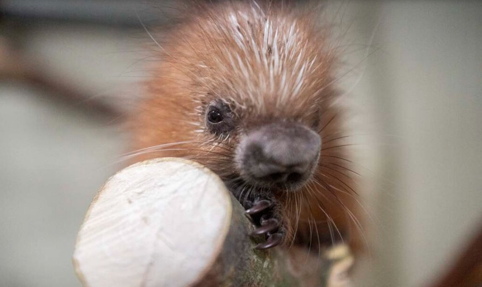 Zoologická záhrada čakala 121 rokov na tento moment. Narodilo sa prvé mláďa dikobraza
