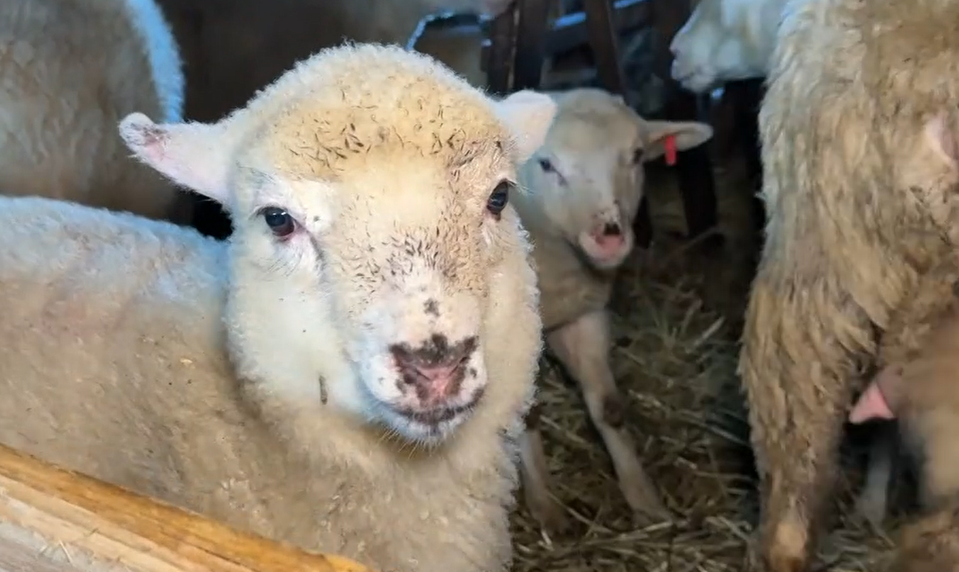 Slovenské jahňatá končia v zahraničí, Slováci o jahňacinu nemajú záujem