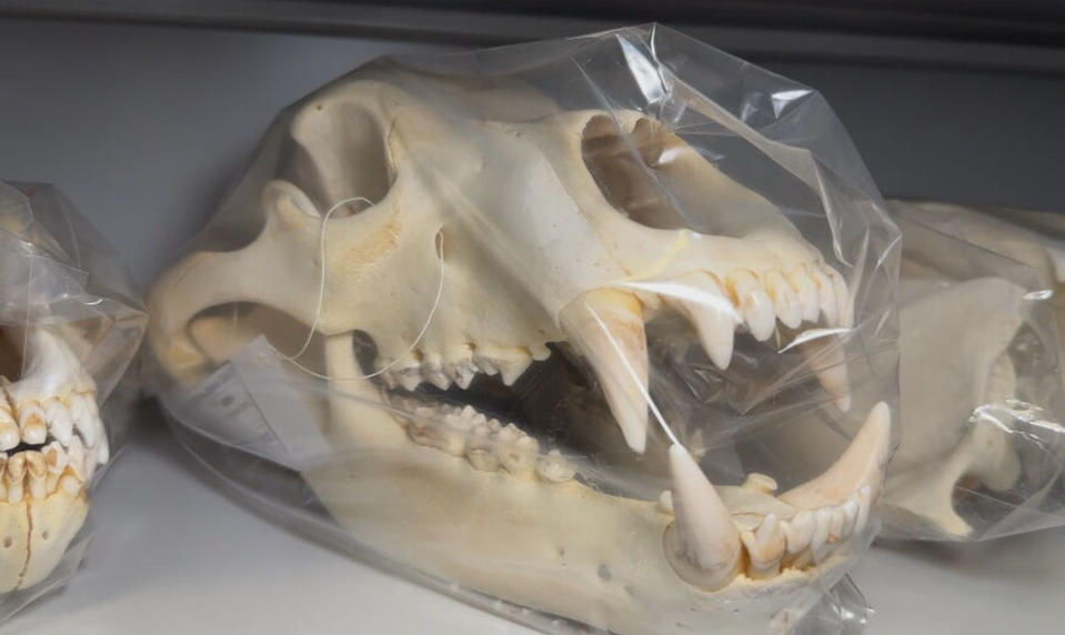 Od medveďov po dobu ľadovú. V tejto miestnosti je celý príbeh Tatier