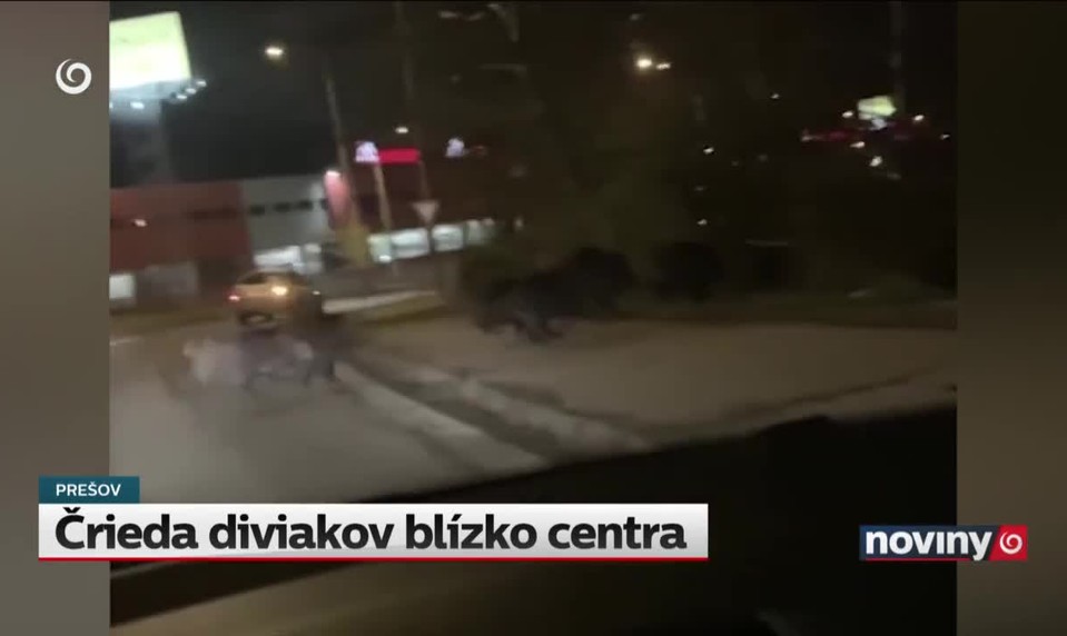 Črieda diviakov blízko centra