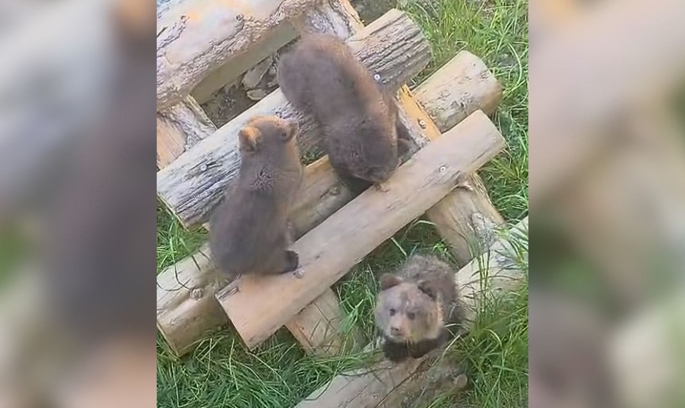 VIDEO: Tri medvieďatá pod jednou strechou! Zora sa po liečbe pridala k Lade a Vesne