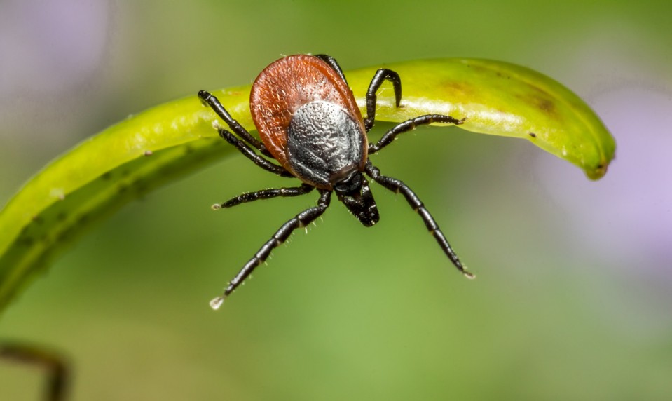 Sezóna kliešťov sa blíži. Odborníci odporúčajú očkovanie proti encefalitíde