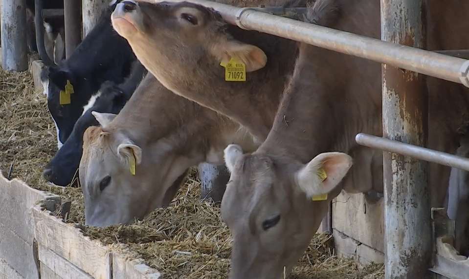 Tajné pohrebisko pri Leviciach? Zakopávanie zvierat po vypuknutí slintačky a krívačky prešetruje polícia