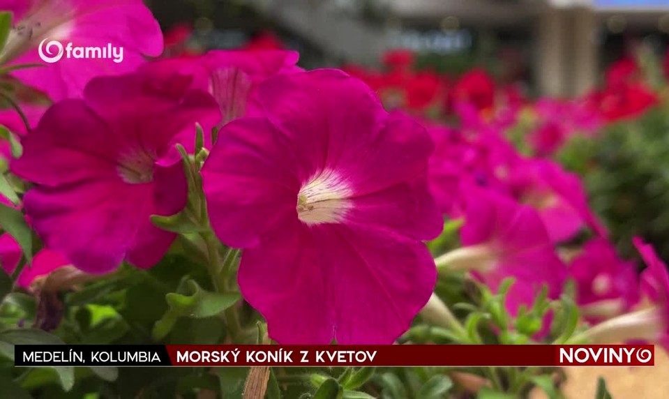 MORSKÝ KONÍK Z KVETOV