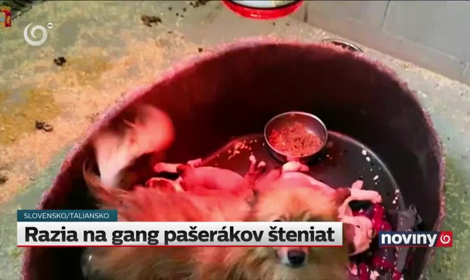 Razia na gang pašerákov šteniat