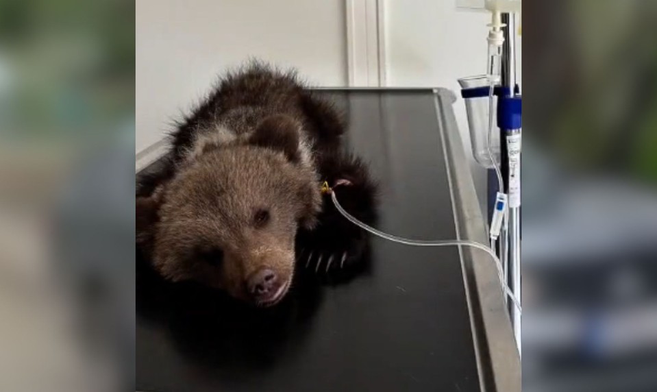 VIDEO: Do Bojníc prišlo ďalšie osirelé medvieďa. Zoo privítala malú Zoru