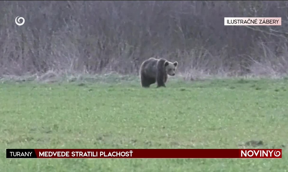MEDVEDE STRATILI PLACHOSŤ
