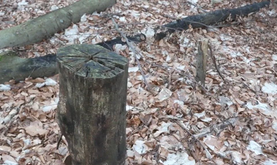Krádeže dreva v chránenej rezervácii: Zlodeji podrezávajú stromy, aby si ich neskôr odniesli