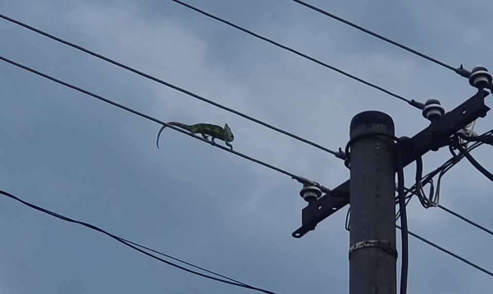 Kuriózna akcia v Martine: Chameleón sa prechádzal po elektrickom vedení. Zachránil ho až elektrikár