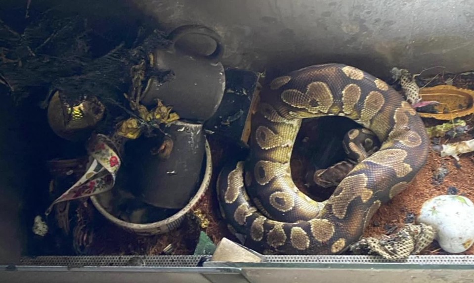 Z horiaceho bytu evakuovali 135 ľudí a veľkého hada v teráriu. Byt horel už po druhýkrát