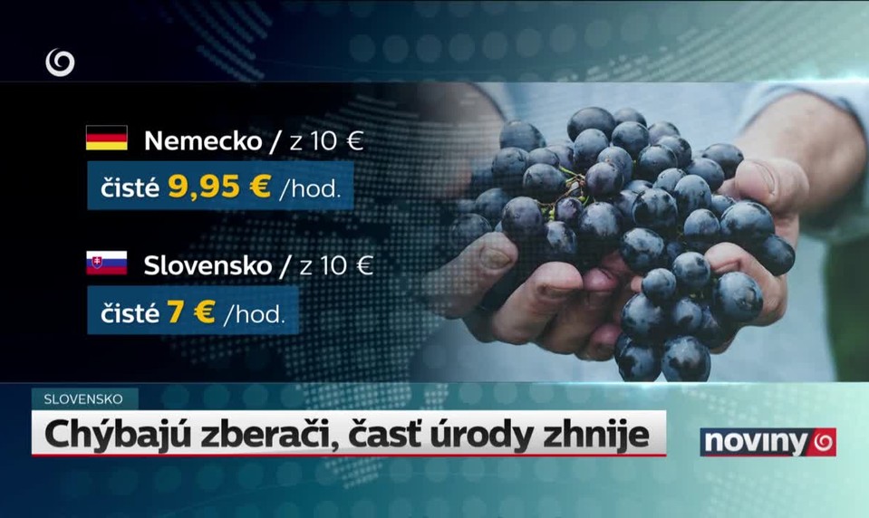 Chýbajú zberači, časť úrody zhnije