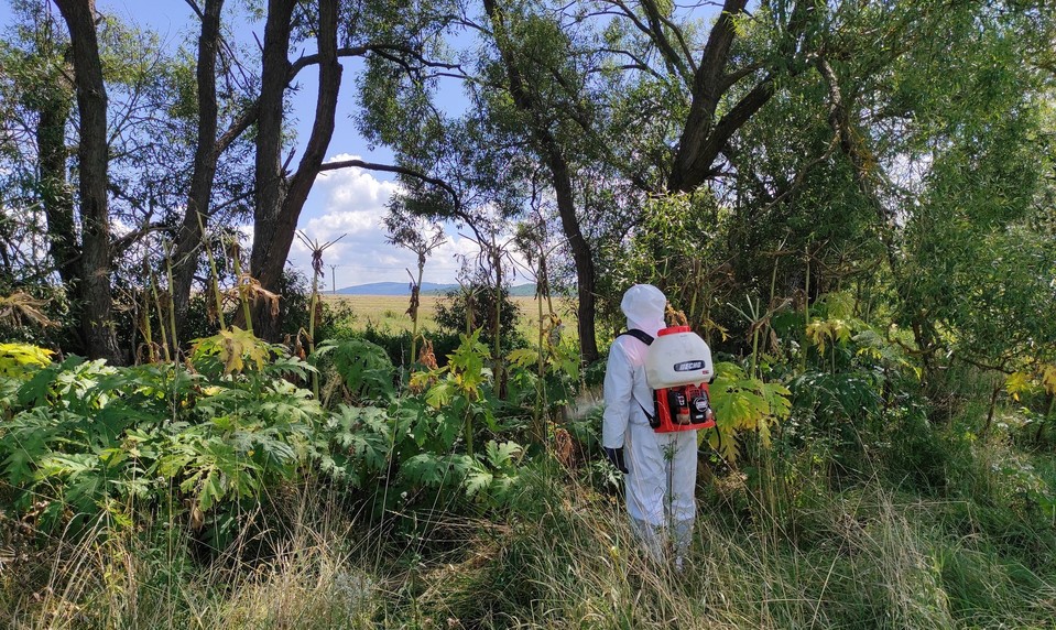 Vo Zvolenskej Slatine varujú pred nebezpečnou rastlinou. Spáli kožu až do krvi