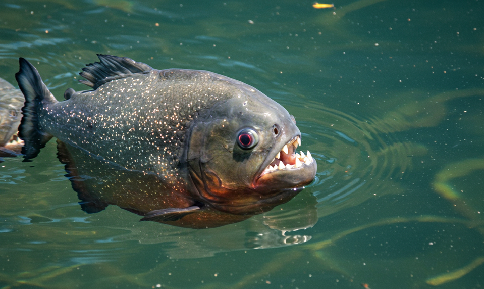 Krvavý víkend v Argentíne: Piraně dohryzali desiatky kúpajúcich sa, medzi nimi aj deti