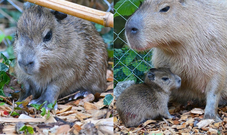 Zoo Bojnice hlási radostnú novinku! Narodila sa kapybara