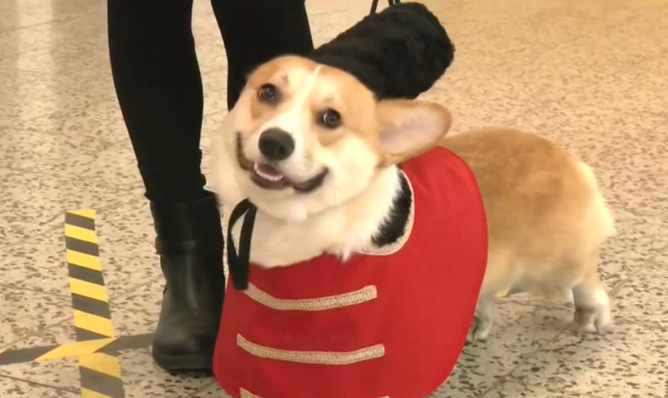 Sandokan či pirát: Psi v kostýmoch ovládli fašiangový karneval