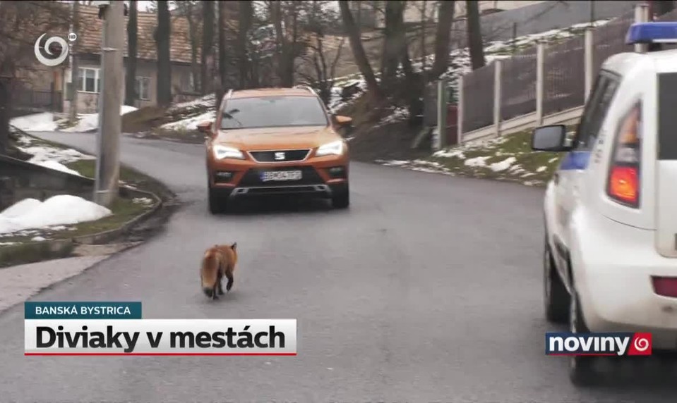 Diviaky v mestách