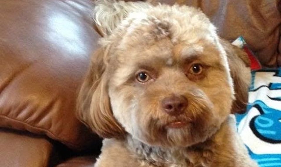 Napoly človek a napoly zviera: Pes s ľudskou tvárou vyvoláva úsmev a zdesenie zároveň