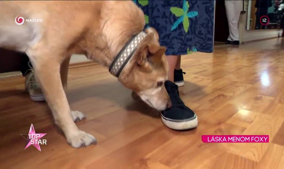 LÁSKA MENOM FOXY