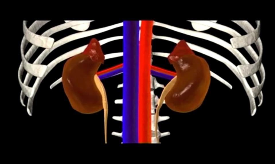 Nefrológ  varuje: 12 vecí, ktoré môžu poškodiť vaše obličky