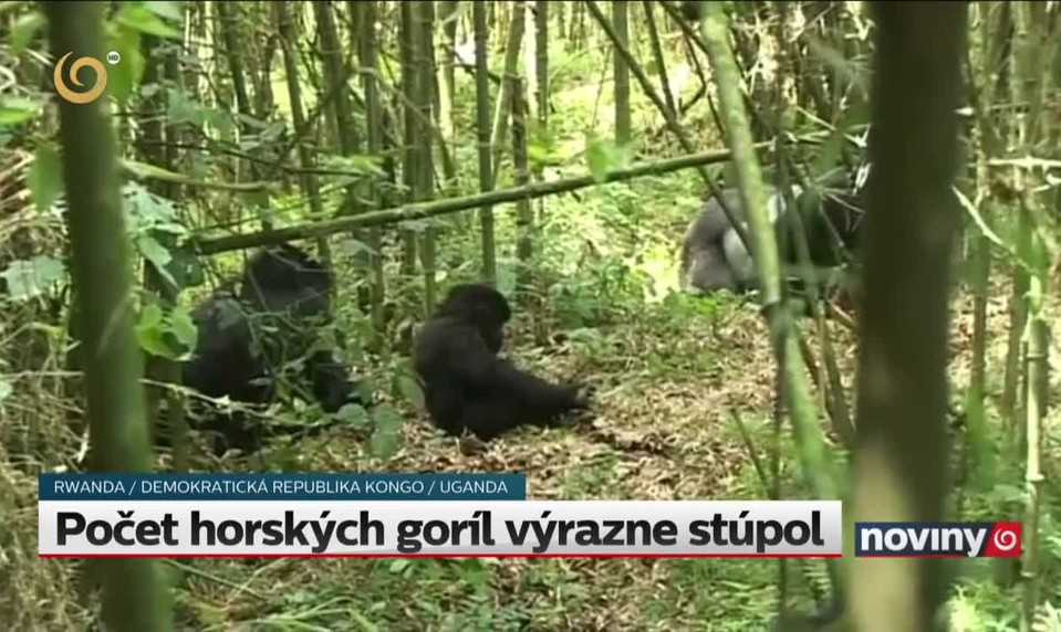 Počet horských goríl výrazne stúpol
