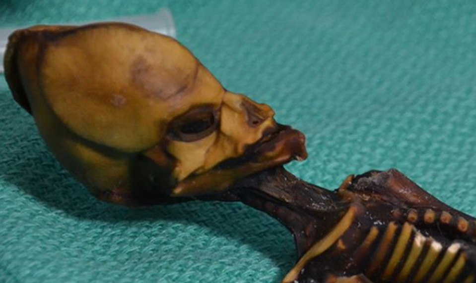 Vedci rozlúštili záhadu "mimozemšťana" z púšte Atacama. Kto je v skutočnosti tento tajomný tvor?