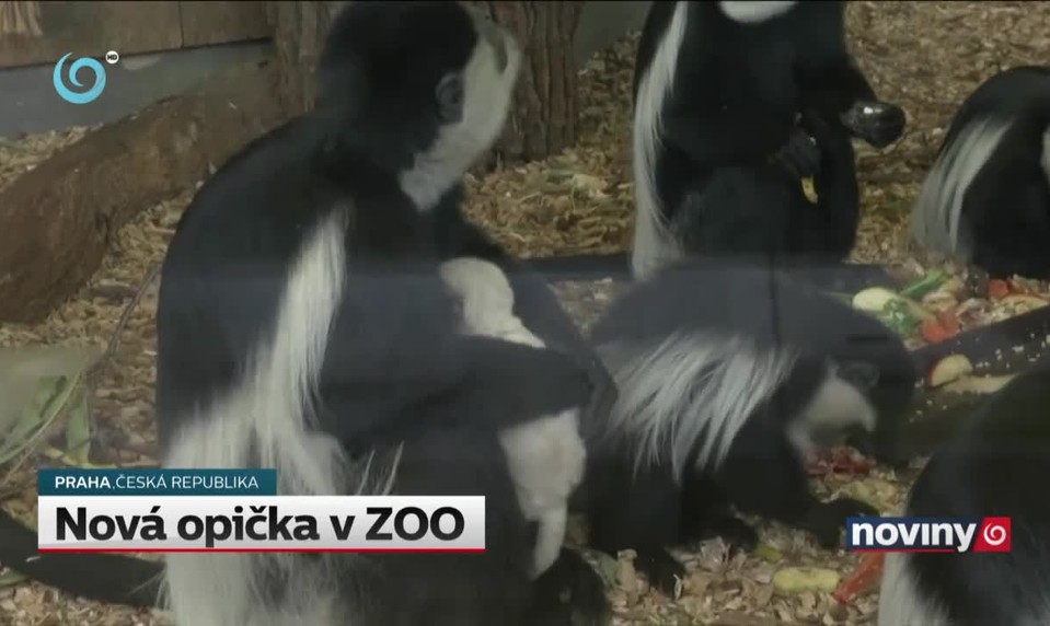 Nová opička v ZOO