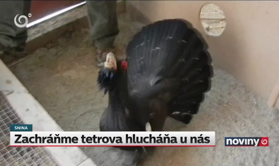 Zachráňme tetrova hlucháňa u nás