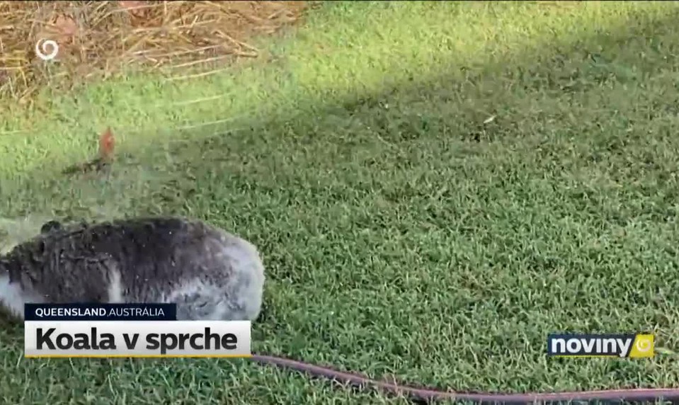 Koala v sprche