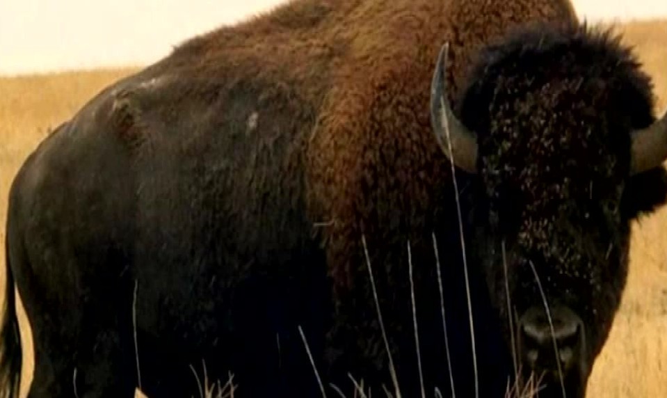 „Ničiteľ pneumatík“ v Yellowstone: Bizón jedným pohybom zničil turistom auto