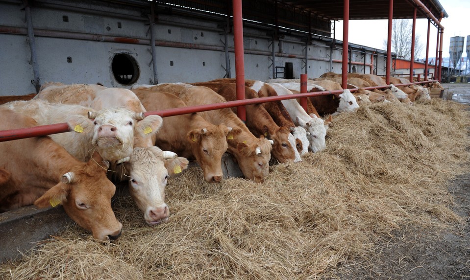 Žitný ostrov sa spamätáva z nákazy SLAK. Farma po roku opäť rastie