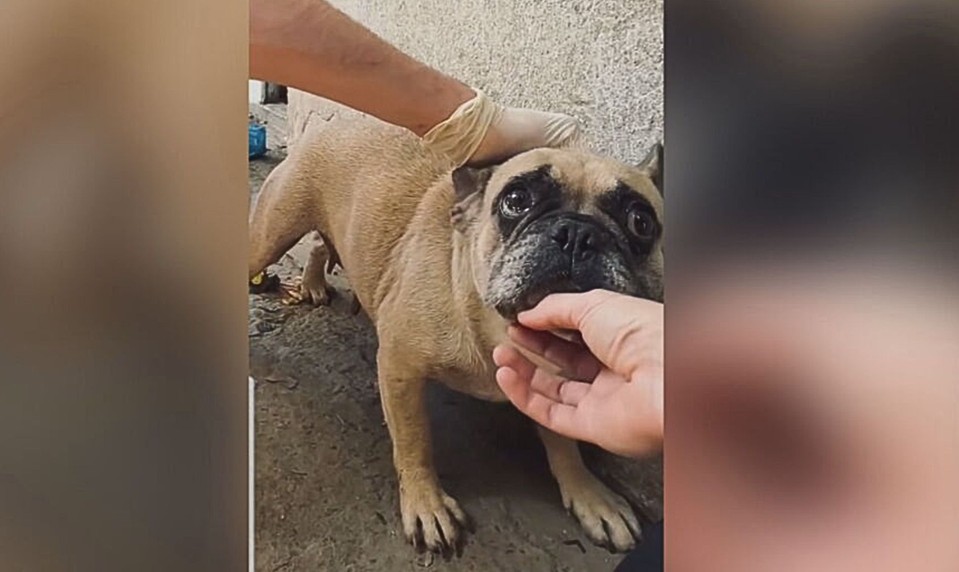 Inšpektori objavili viac ako 40 zanedbaných psov. Chovateľka tvrdí, že sa o ne starala dobre