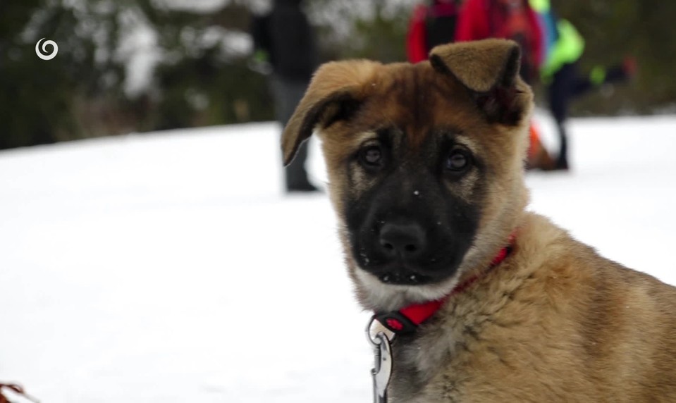 Horskí kynológovia cvičili lavínové psy spolu s kolegami zo zahraničia