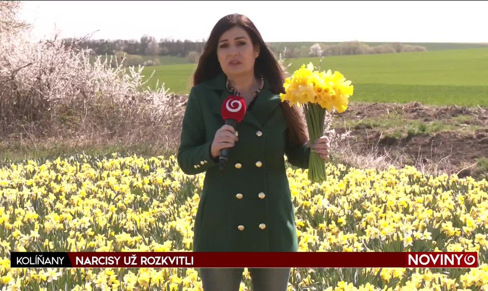 NARCISY UŽ ROZKVITLI