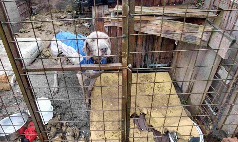 Zariadenie sa prezentovalo ako hotel, psy tam trpeli hladom a chorobami
