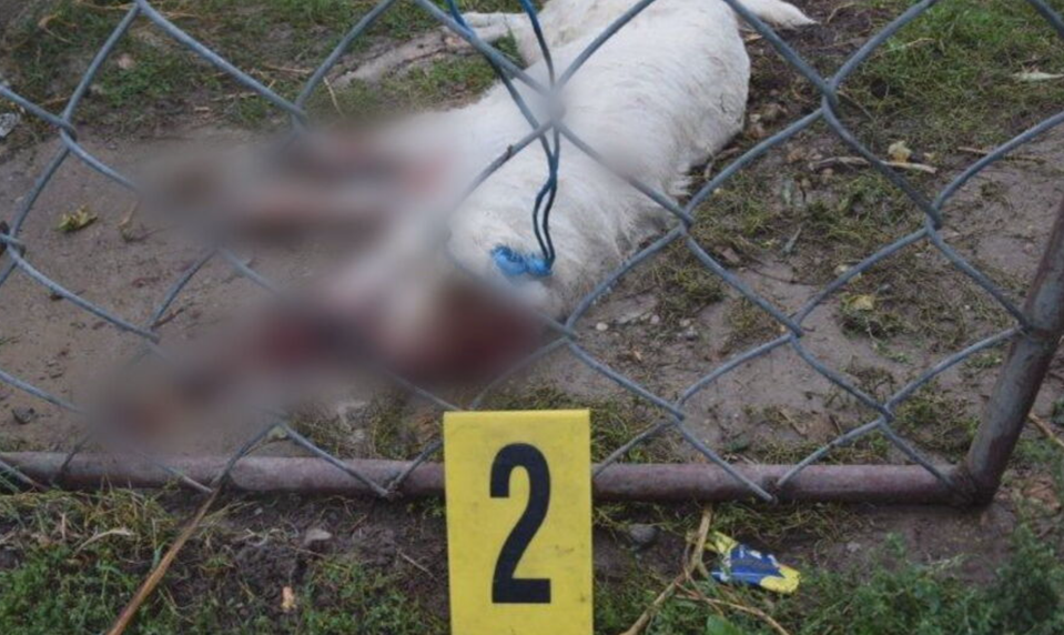 Dôchodca surovým spôsobom týral šesťročnú sučku Dolly. Na mieste zomrela