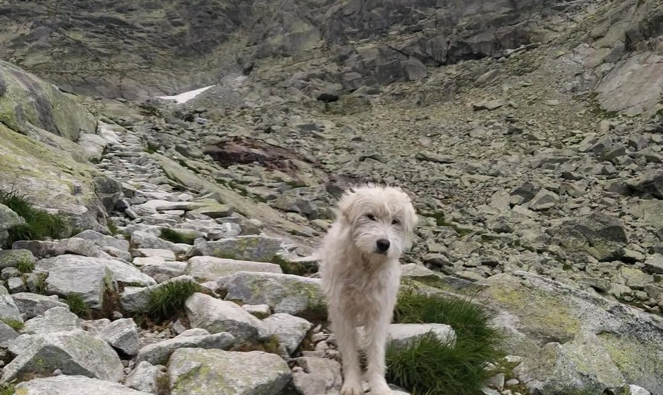 Tatrami putoval desať dní: Psí turista Bernard zdolal Kriváň či Kôprovský štít, kým sa ho podarilo odchytiť