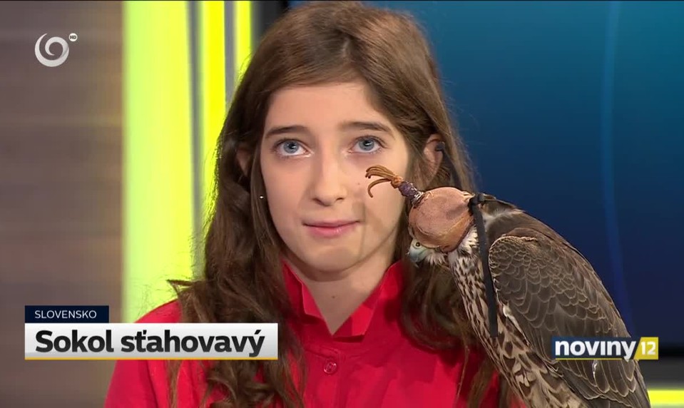 Najrýchlejší živočích sveta bol v našom štúdiu