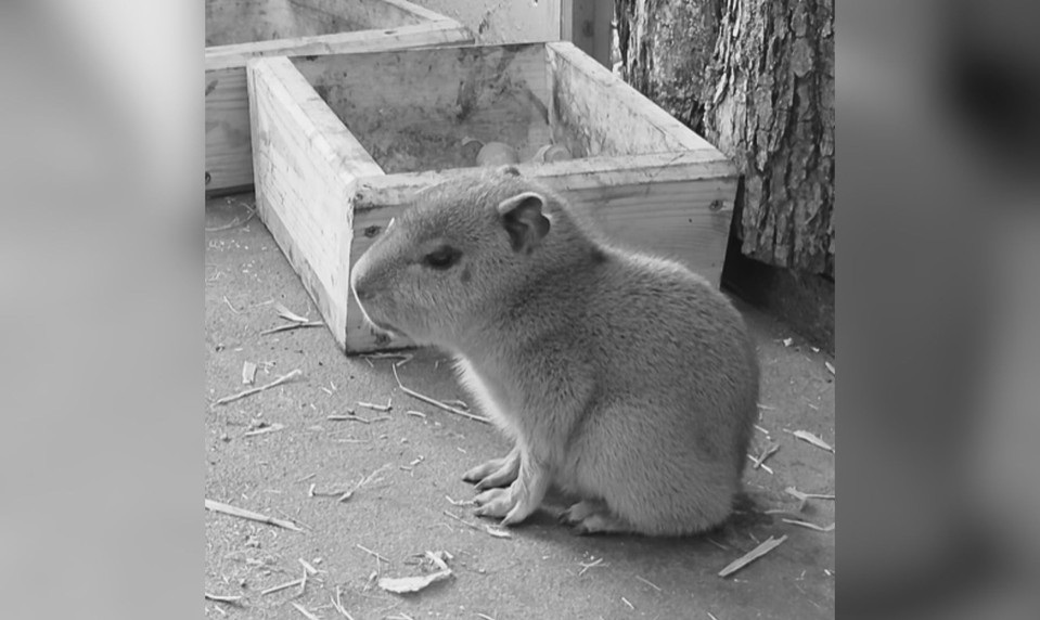 ZOO Bojnice zasiahla tragická udalosť. Obľúbené mláďa kapybary zomrelo