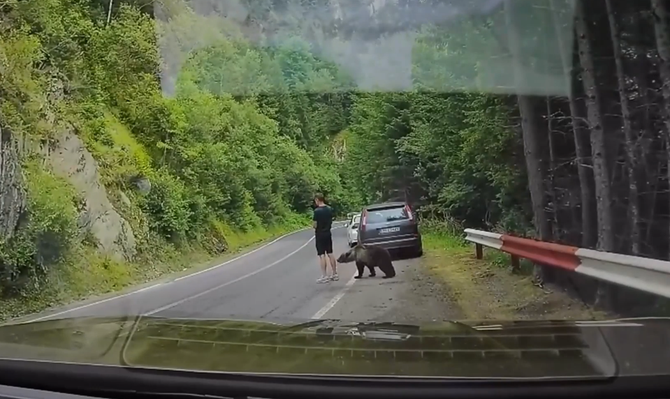 Medveď vyšiel z kríkov priamo k turistovi a pohrýzol ho do lýtka: Muž si ho najprv nevšimol
