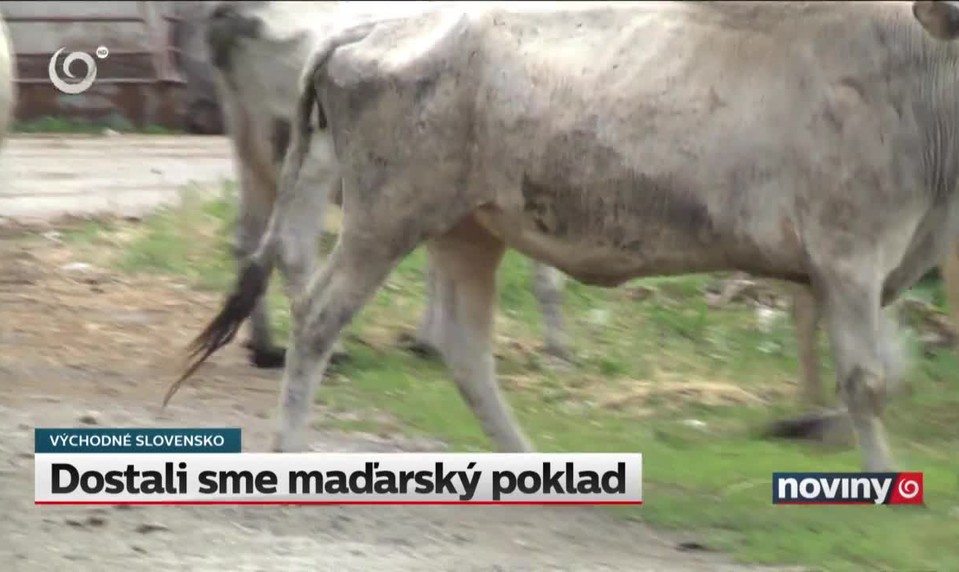 Dostali sme maďarský poklad, ktorý si roky strážili