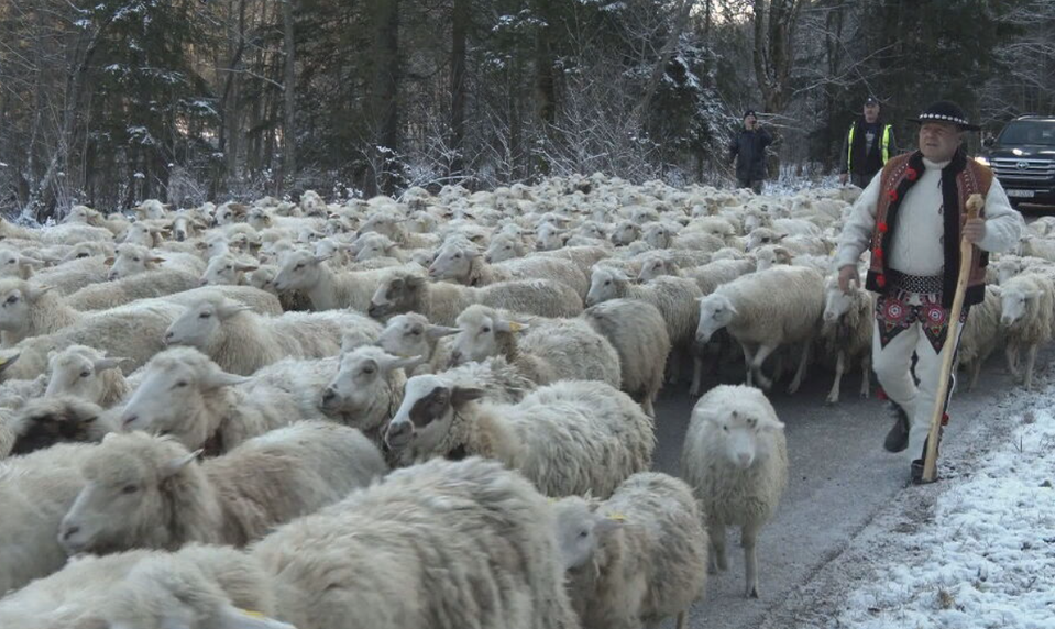 Oravské ovečky sa sťahovali z hôr. Prešli pritom až 26 kilometrov